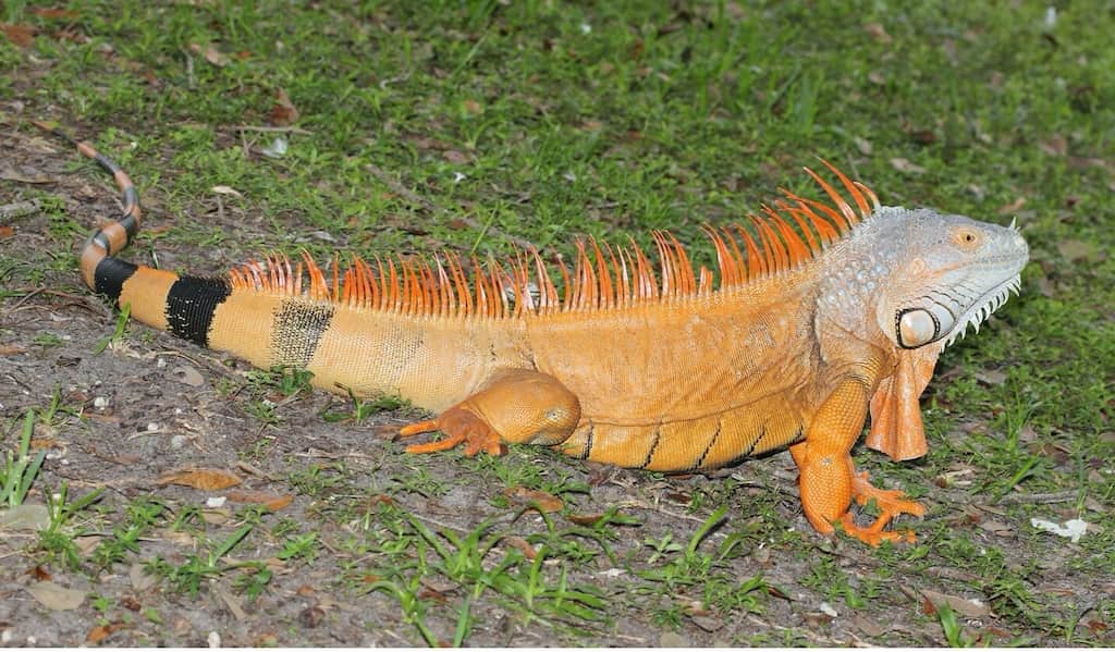 WION Climate Tracker: Yellow Iguana population on the rise