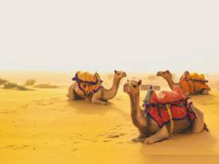 Bedouin camel whisperers honoured by Unesco