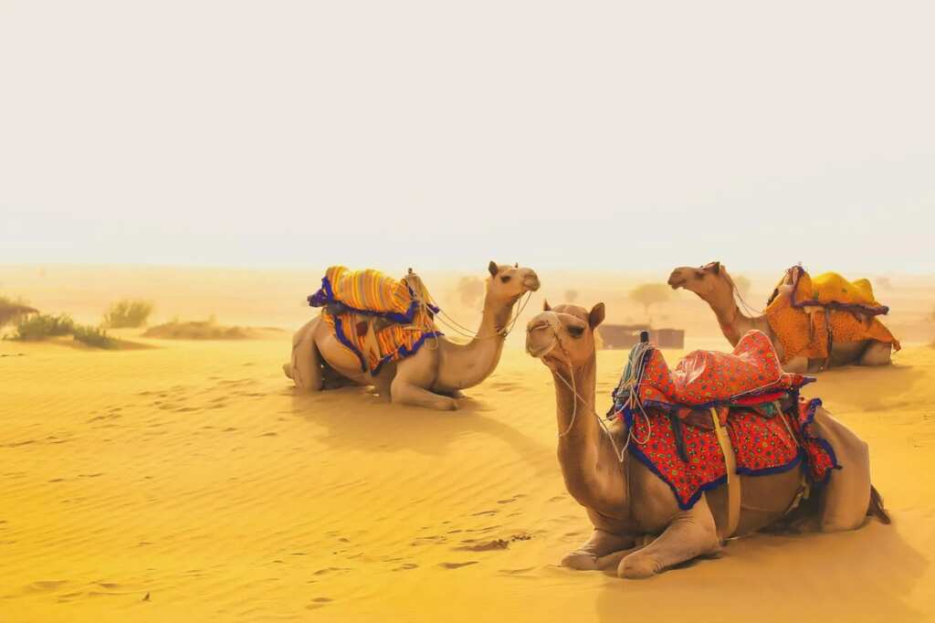 Bedouin camel whisperers honoured by Unesco