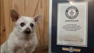At over 23, Spike becomes world's oldest living dog
