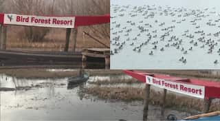 See Pics | Man sets up resort at Kashmir’s famous Dal Lake for migratory birds