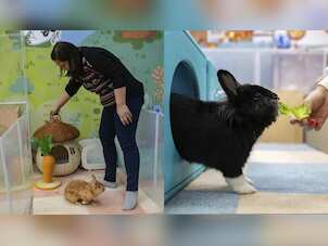 Resorts for rabbits? This country has luxury hotels for bunnies