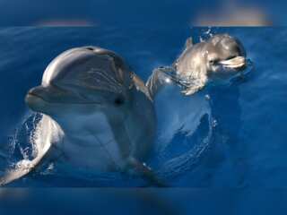 WION Climate Tracker: Noise pollution in ocean hinders communication of dolphins