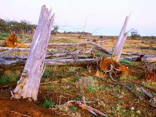 WION Climate Tracker: Climate crisis threatens Australia's Queensland