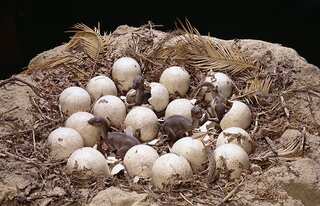 India: Scientists discover dinosaur nests, 265 fossilised eggs in Madhya Pradesh’s Narmada Valley