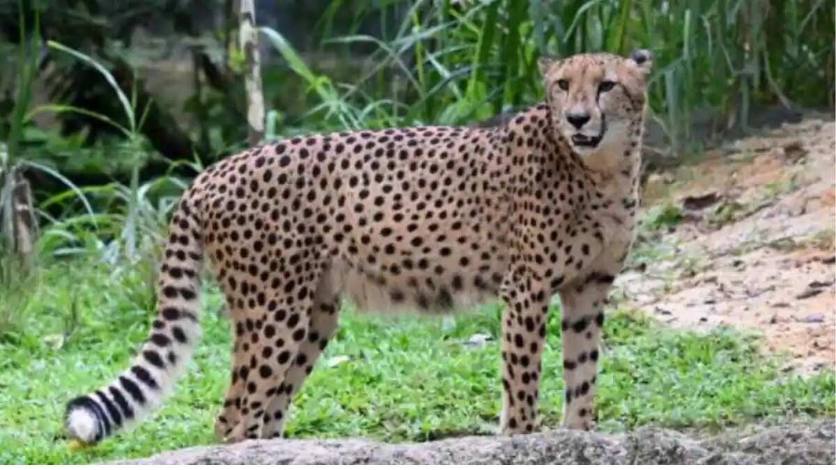 India, South Africa sign pact for Cheetah transfer India, South Africa sign pact for Cheetah transfer