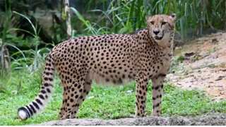 India, South Africa sign pact for Cheetah transfer