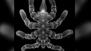 Wait, what?  Sea spiders can regrow not just limbs, but these amputated body parts too