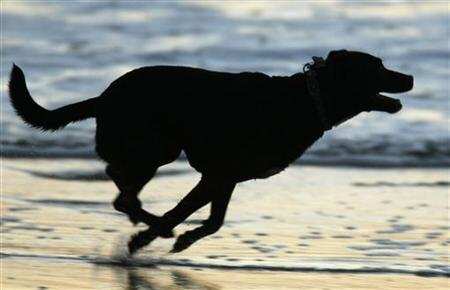 US: Dog shoots, kills man in Kansas hunting accident