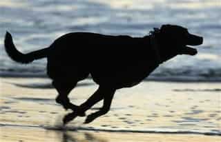 US: Dog shoots, kills man in Kansas hunting accident