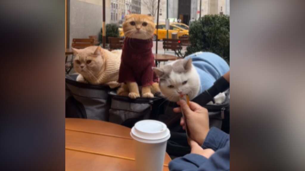 WATCH | New York man takes three cats on coffee date
