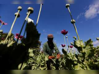 Myanmar: Opium cultivation surges, UN report says surge under military rule