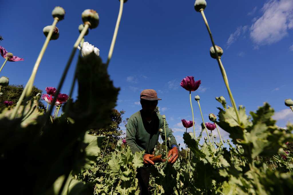 Myanmar: Opium cultivation surges, UN report says surge under military rule