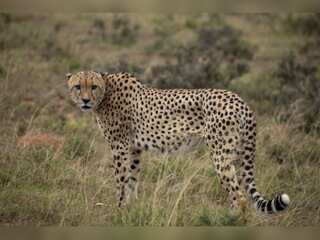 WION Climate Tracker: South African Cheetahs to roam in India soon