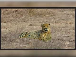 South Africa-India sign deal to translocate over 100 Cheetahs