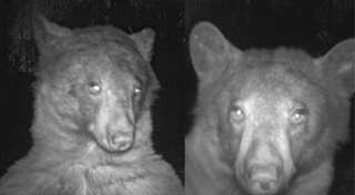 Black bear poses for around 400 'selfies' on wildlife camera in Colorado