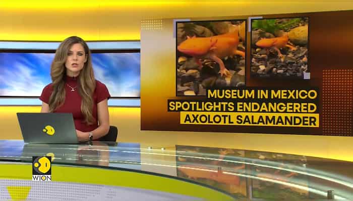 WION Climate Tracker: Museum in Mexico spotlights endangered Axolotl Salamander