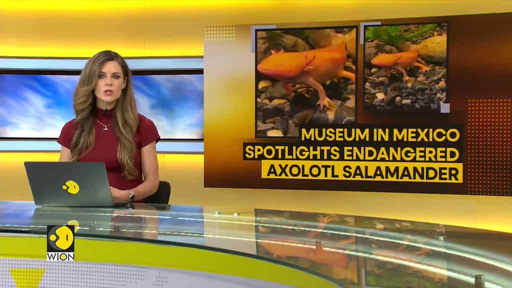 WION Climate Tracker: Museum in Mexico spotlights endangered Axolotl Salamander