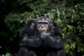 Teen chimpanzees, adolescent humans display similar risk-taking behaviour: Study