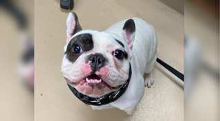 Shelter goes honest in adoption ad for ‘full jerk’ dog, calls it ‘fire-breathing demon’