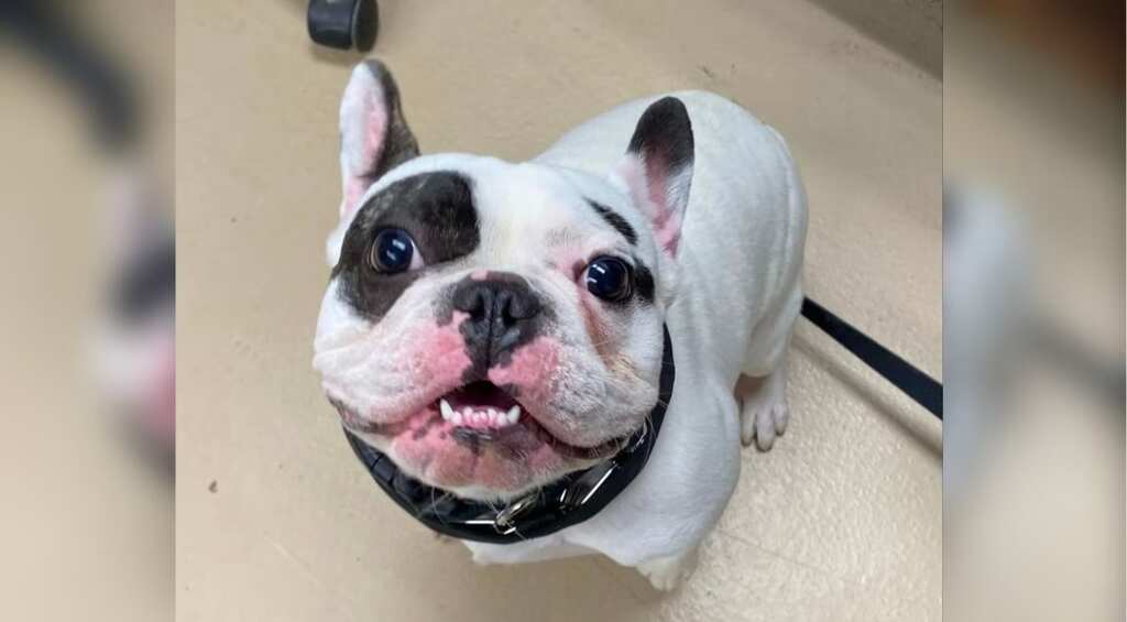 Shelter goes honest in adoption ad for ‘full jerk’ dog, calls it ‘fire-breathing demon’