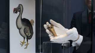 'Dumb as a dodo' cliche might just lose its glimmer as scientists are trying to revive extinct bird