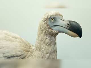 Gravitas: What's the story of the Dodo?