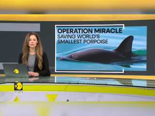 Will 'Operation Miracle' save the ocean's rarest marine mammal? | WION Climate Tracker