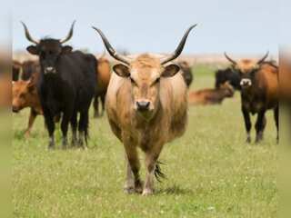 Gravitas: Chinese scientists create 3 'super cows'