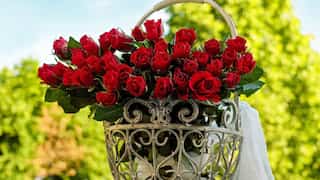 Rose Day 2023: When is Rose day? Check Date, History, significance, wishes, quotes, greetings & colours
