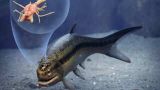 The skull scan of a fossilised fish has led to the discovery of a 319-million-year-old brain