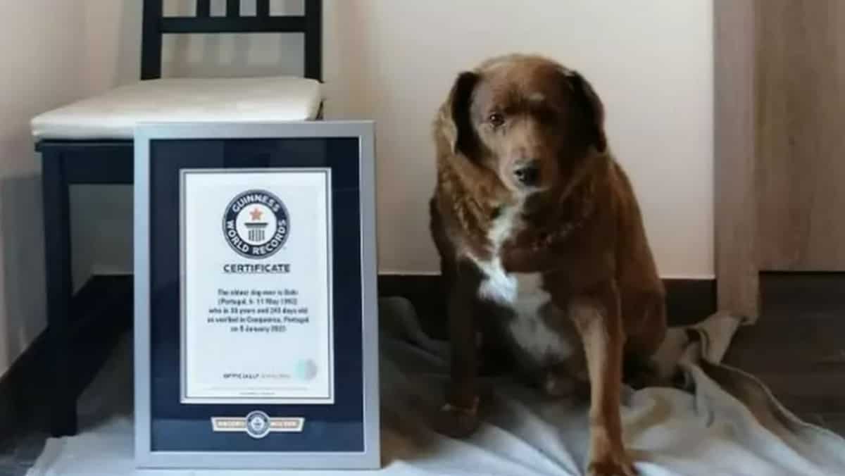 Thirty year old Dog In Portugal Named Oldest Living Canine Ever By thirty-year-old-dog-in-portugal-named-oldest-living-canine-ever-by