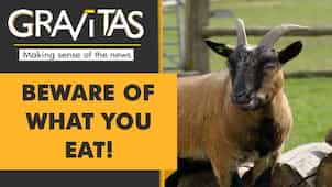 Gravitas | Mexico: Ex-chief served zoo goats to guests?