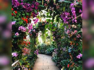 Kew Garden's annual orchid festival looks to wildlife of Cameroon