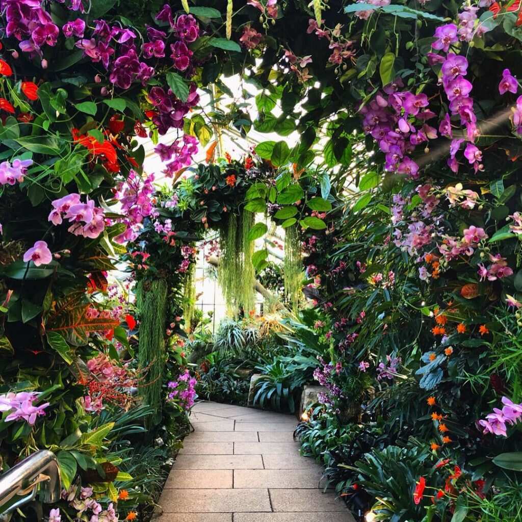 Kew Garden's annual orchid festival looks to wildlife of Cameroon