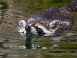 Plant & animal species in danger of disappearing in U.S.