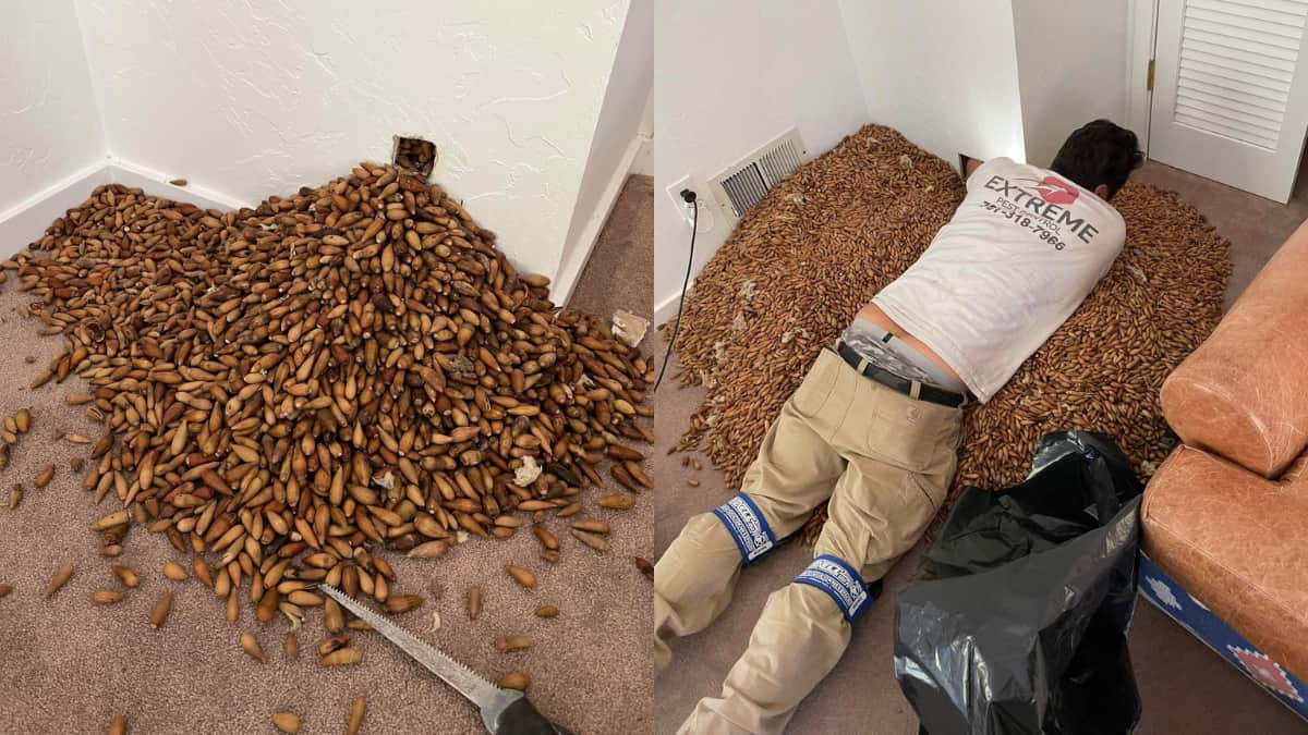 NUTS! Woodpeckers stash 300 kg of acorns in a California home