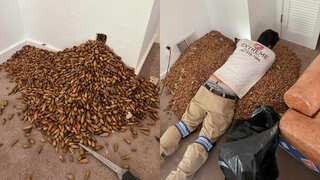 NUTS! Woodpeckers stash 300 kg of acorns in a California home