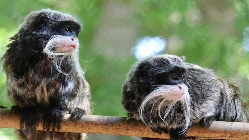 Who is Davion Irvin? 24-year-old who stole two monkeys from Dallas zoo, vows to do it again