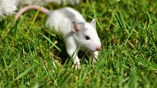'Vampiric' treatment extends lifespan of lab rat. Can it be used in humans?