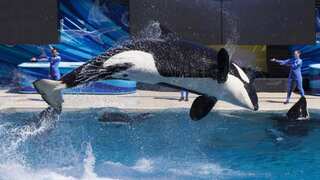 Killer whale mothers make ‘lifelong sacrifice’ for their sons, reveals study