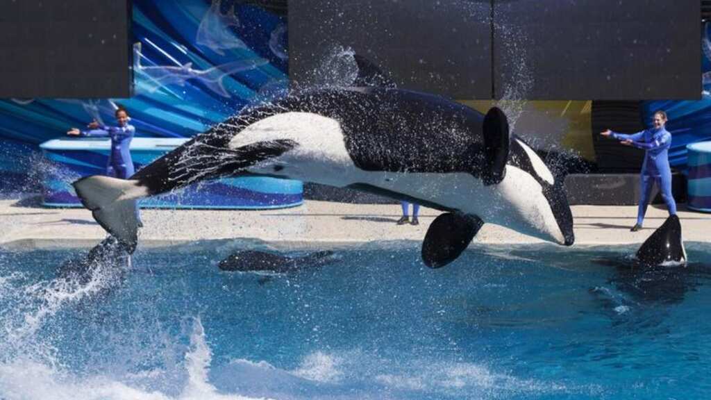 Killer whale mothers make ‘lifelong sacrifice’ for their sons, reveals study