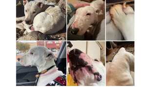 US: Meet Ghost, a four-year-old bull terrier mix who was living with coyote pack in Nevada