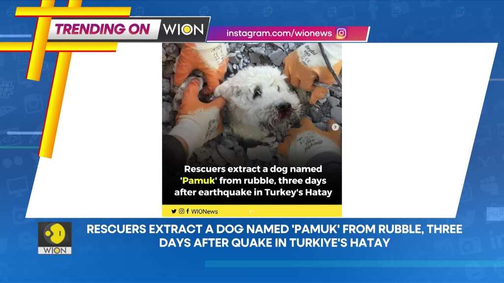Trending on WION: Rescuers extract dog named 'Pamuk' from rubble, three days after quake in Turkiye