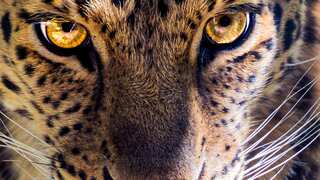 WATCH | Leopard goes on a rampage in Indian court, injures at least 10 people