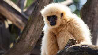 The mystery of how a gibbon who lived alone had a baby has finally been solved