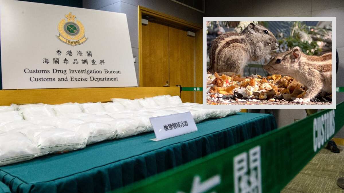 In China, dogs lose their drugs sniffing jobs to squirrels trained for the task In China, dogs lose their drugs sniffing jobs to squirrels trained for the task
