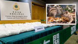 In China, dogs lose their drugs sniffing jobs to squirrels trained for the task
