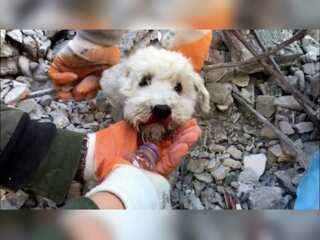Rescue workers save a dog trapped under rubble