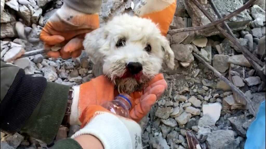 Rescue workers save a dog trapped under rubble